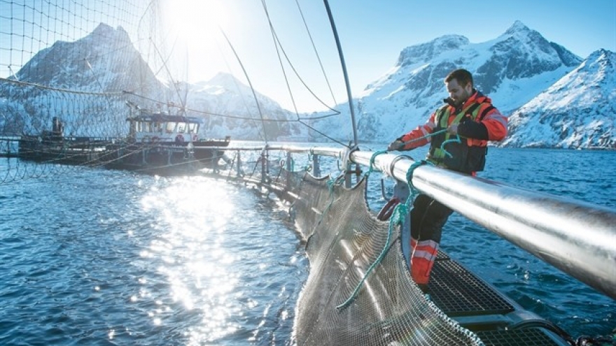 Vietnam becomes Southeast Asia’s fastest-growing market for Norwegian salmon